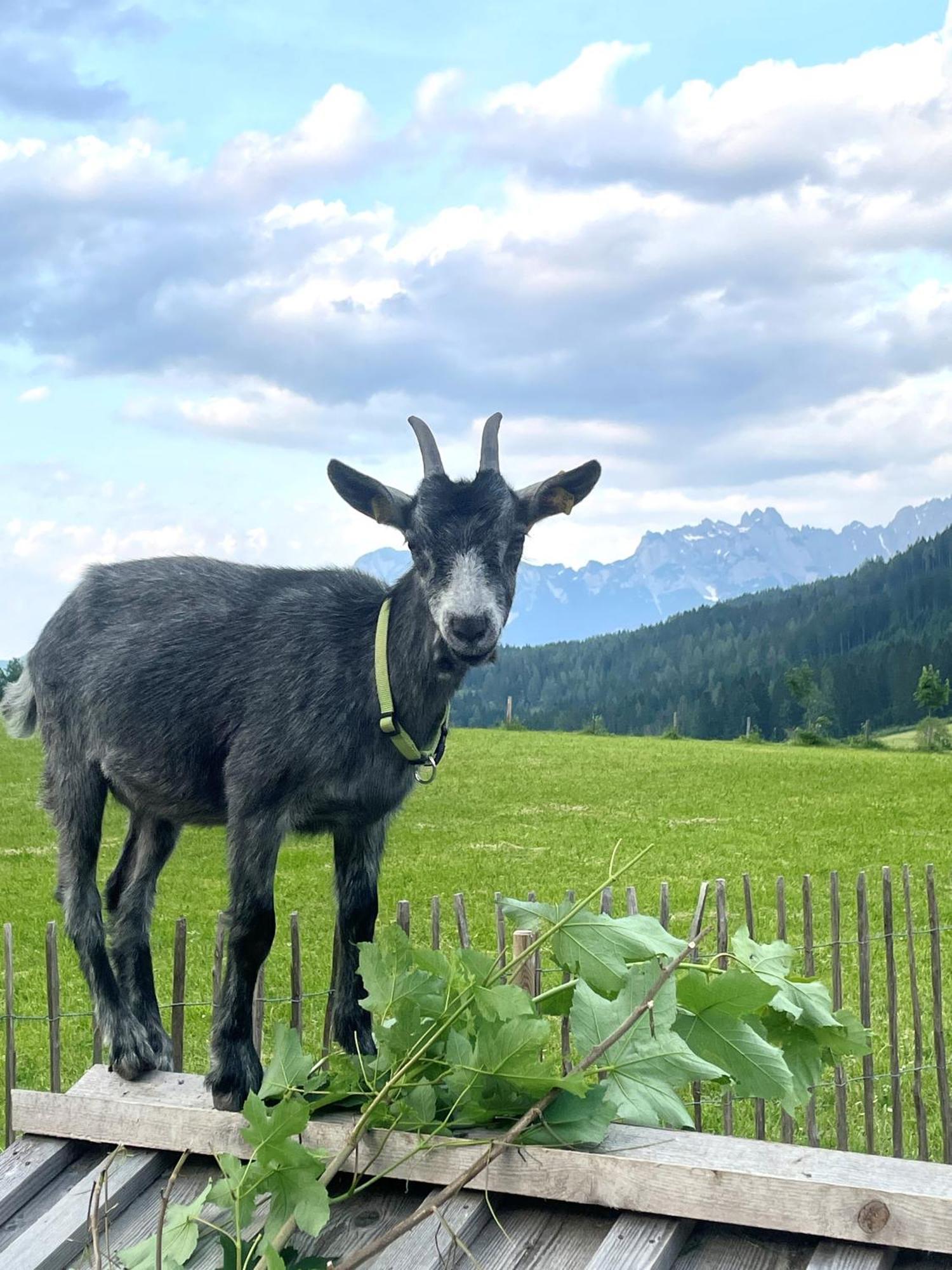 Ferienwohnung Wimmhof Sankt Martin am Tennengebirge Exterior foto